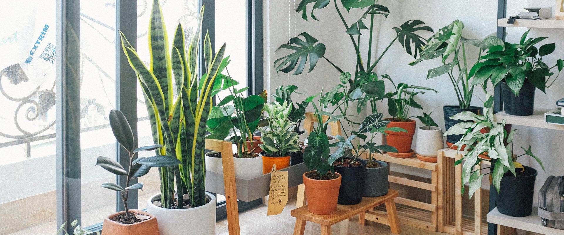 Mange stueplanter i et hyggeligt og moderne rum