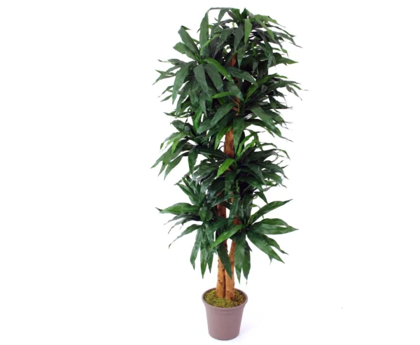 Dracena palme 200 cm med 368 blade
