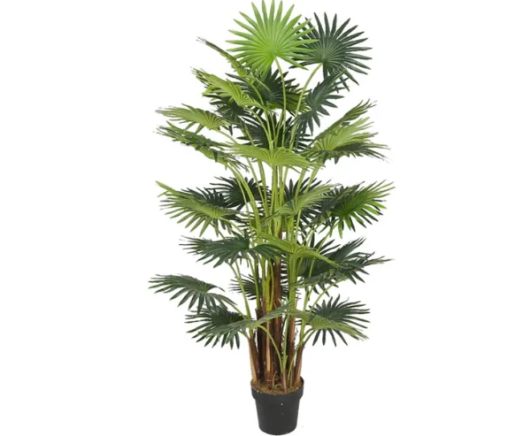 Areca palme med 41 palmeblade