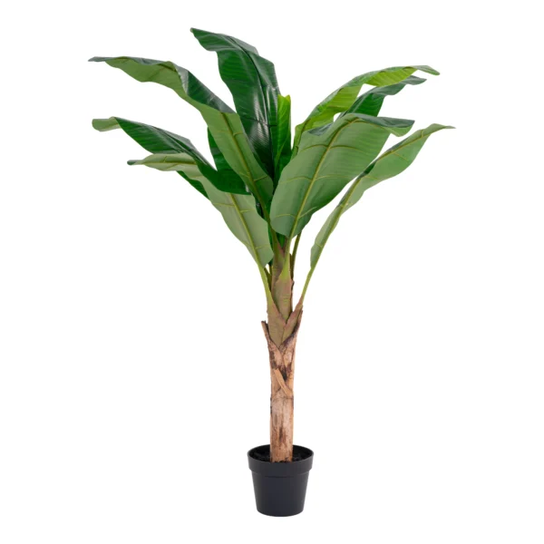 Banan palme 150 cm høj