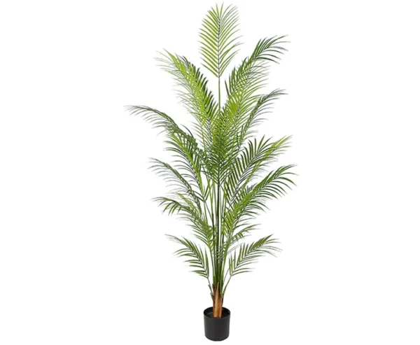 Areca palme med 14 palmeblade