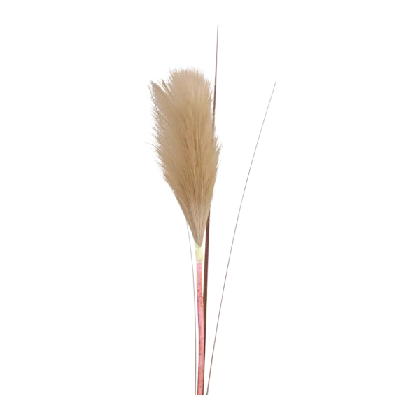 Chic Antique FLEUR Tørret pampasgræs