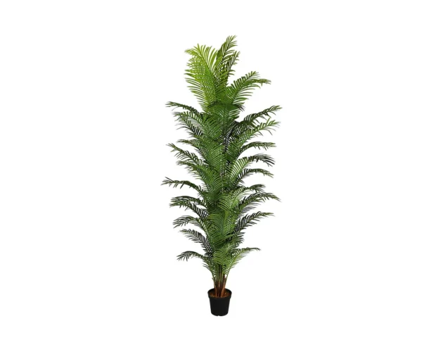 Arecapalme 280 cm med 44 stammer